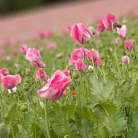 Apartment Renke Alberode