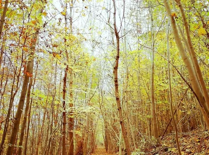 Appartamento Renke Alberode