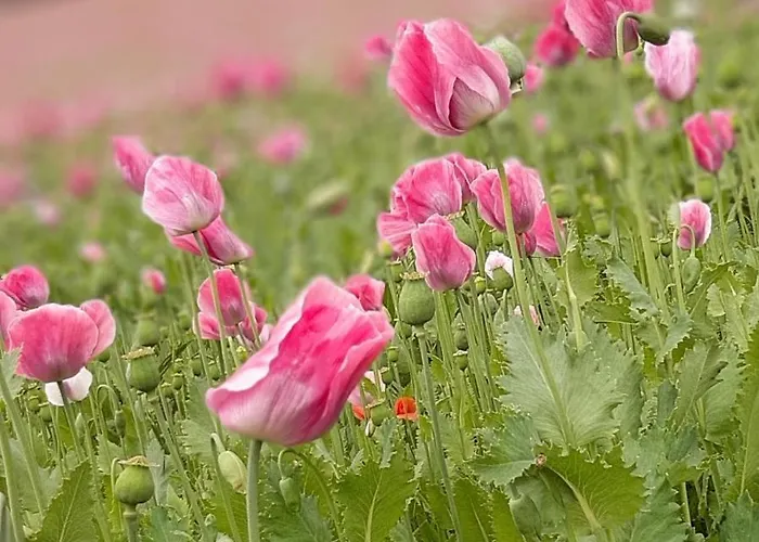 Appartamento Renke Alberode